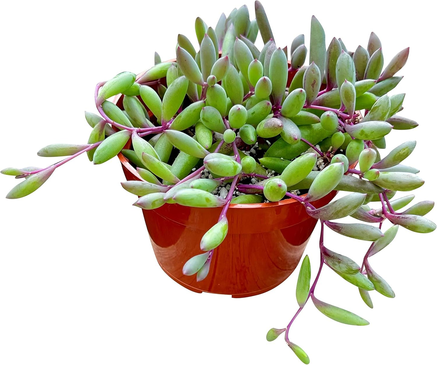 Live Succulent 4" Othonna Capensis Ruby Necklace, Succulents Plants Live, Succulent Plants Fully Rooted, House Plant for Home Office Decoration, DIY Projects, Party Favor Gift by The Succulent Cult