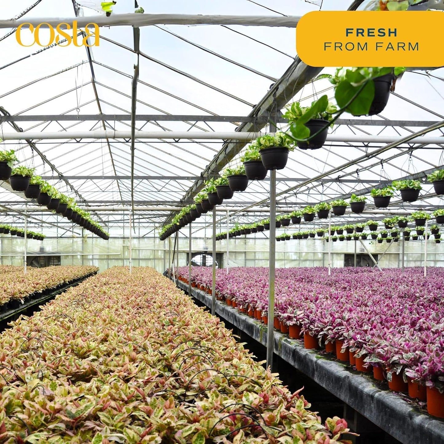 Costa Farms Money Tree Live Plants, Pack of 2 | Easy to Grow Indoor Houseplants in 10-Inch Plant Pots | 3-4 Feet Tall Bonsai | Home, Office, or Room Decor | Birthday, Housewarming Gift