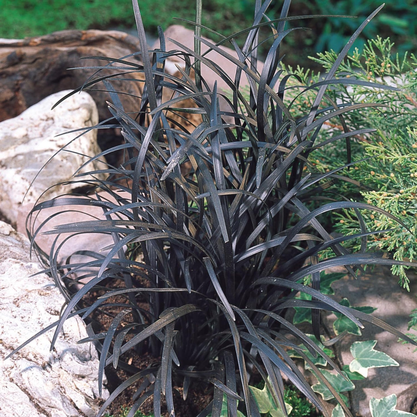 Pack 3 Fountain Grass Plants Live, 5-9 Inch Tall, Ornamental Grasses Live Plants Perennial, Well-Rooted Perennial Grass Clumps (Black Fountain Grass)