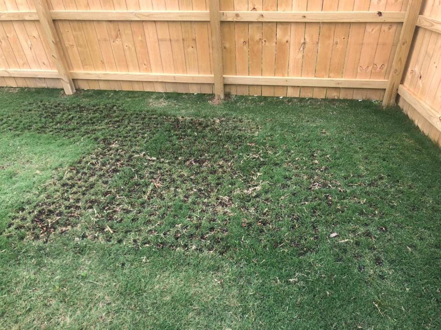 Edward Tools 5 in 1 Long Handle Garden Tool - Sturdy Steel Pro Grade Bulb Planter, Long Handle Weeder, Sod Plugger, Soil Probe, Transplanter - Step, Twist, Pull - Multi Depth Options