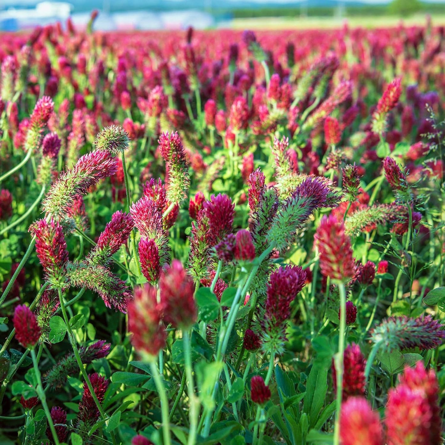 Crimson Clover Seeds (Coated) - 1 Lb - Garden Cover Crop, Non-GMO, Open Pollinated, Perennial, Heirloom - Coated for Easy Planting