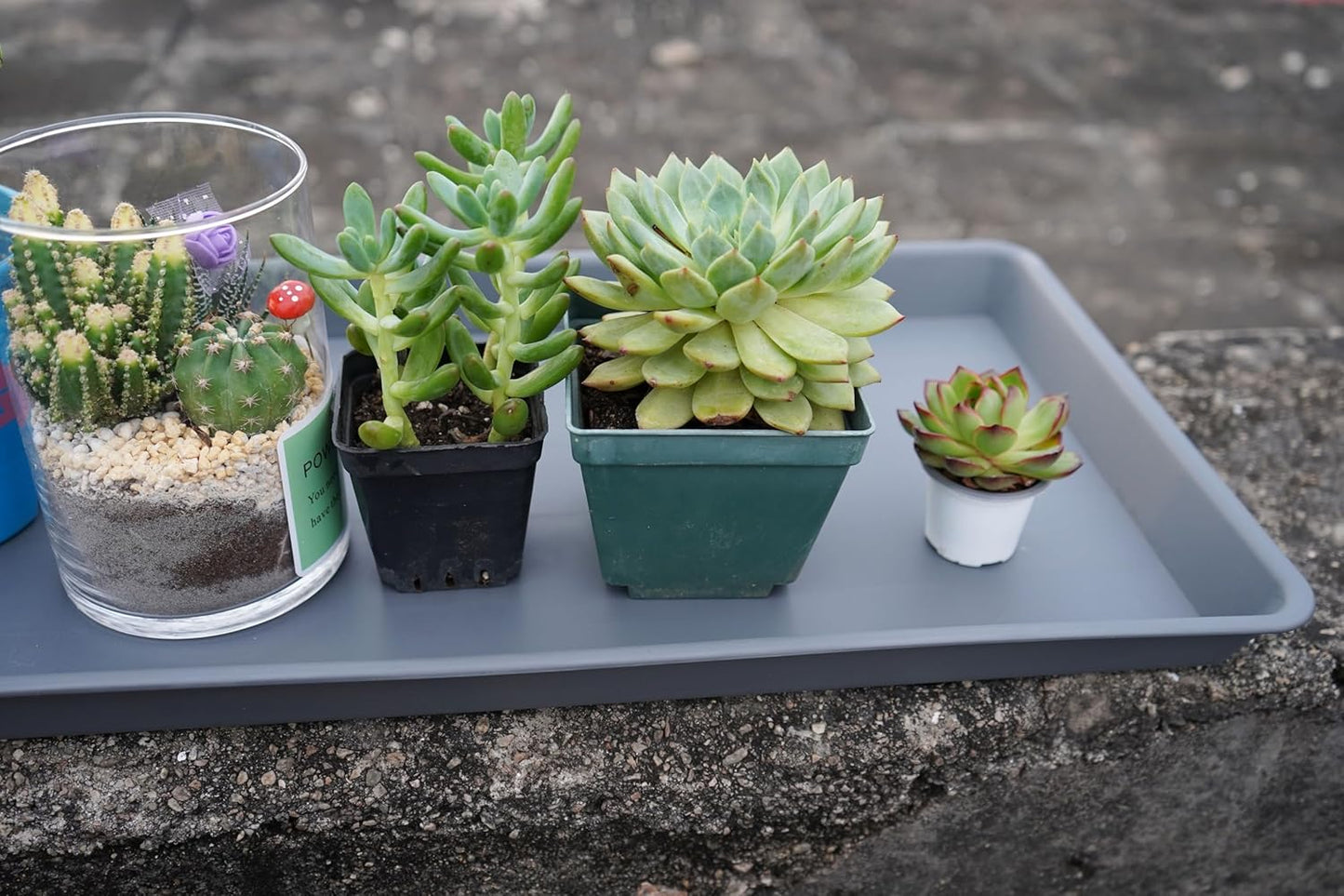 2 Pack Plant Saucer Tray Rectangular, Plant Growing Nursery Trays, Heavy Sturdy Seed Starting Trays, Plant Starter Trays for Indoors No Holes, Seed Starter Growing Tray (17.5"x10.6", Gray)