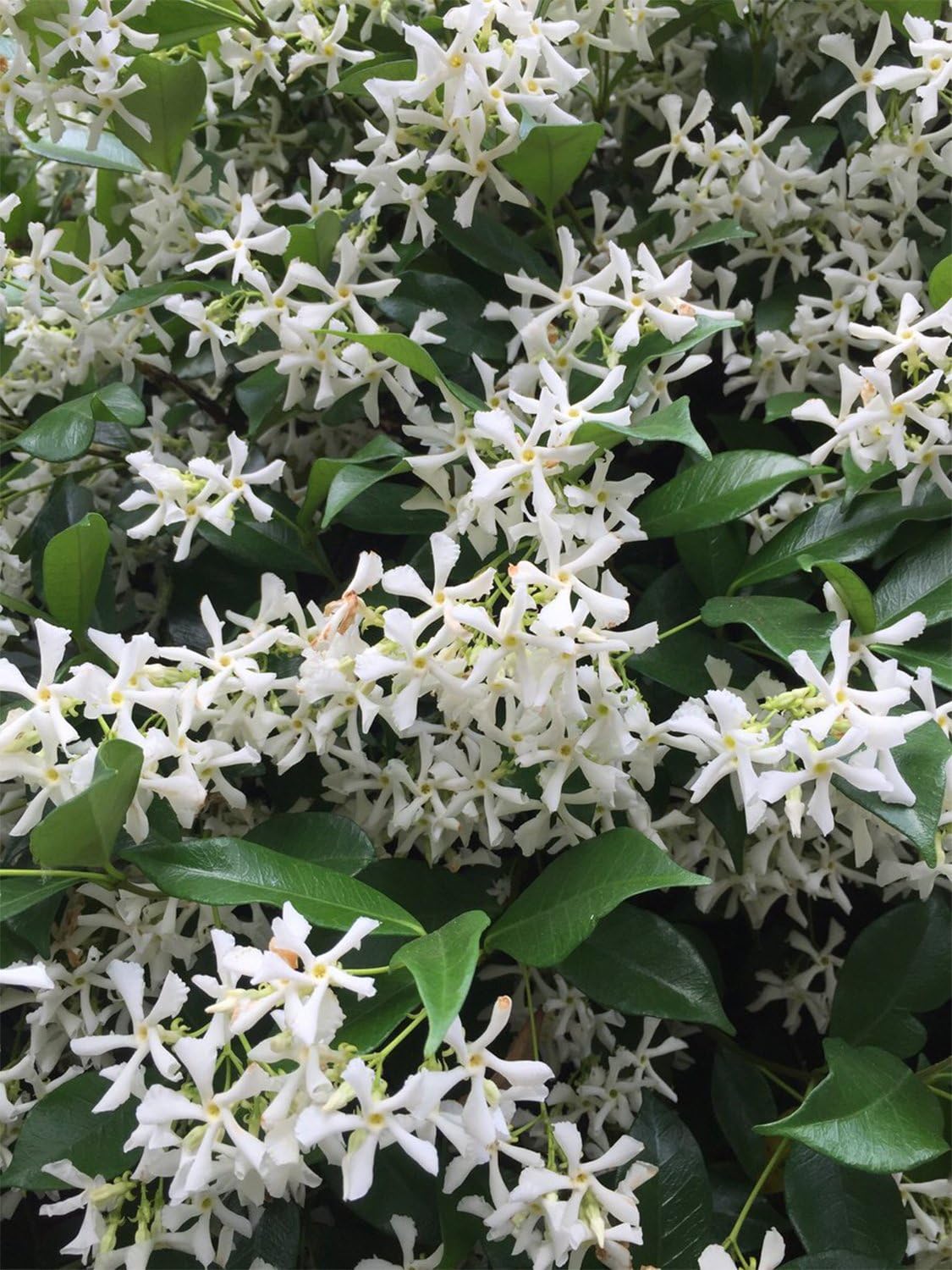 American Plant Exchange Live Confederate Jasmine Plant with Fragrant White Flowers, Star Jasmine Plant, Plant Pot for Home and Garden Decor, 10" Pot