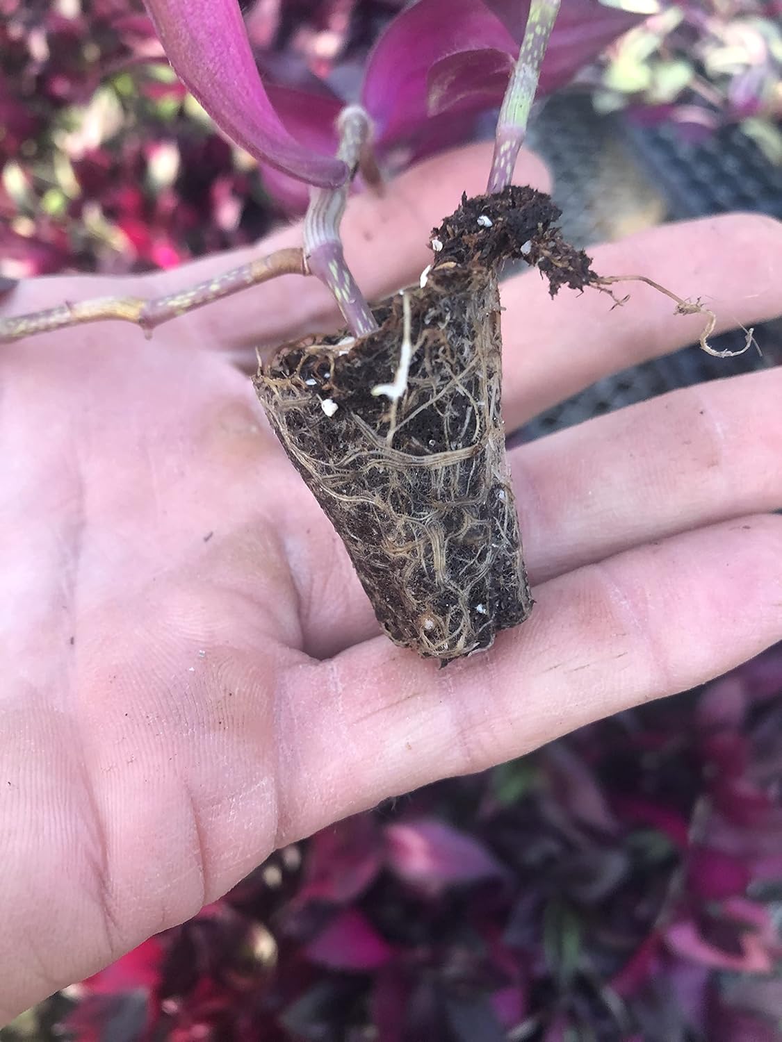 Tradescantia Zebrina ~ 10 Rooted cuttings ~ Red Gem ~ Rare Wandering Jew (5 Pieces)