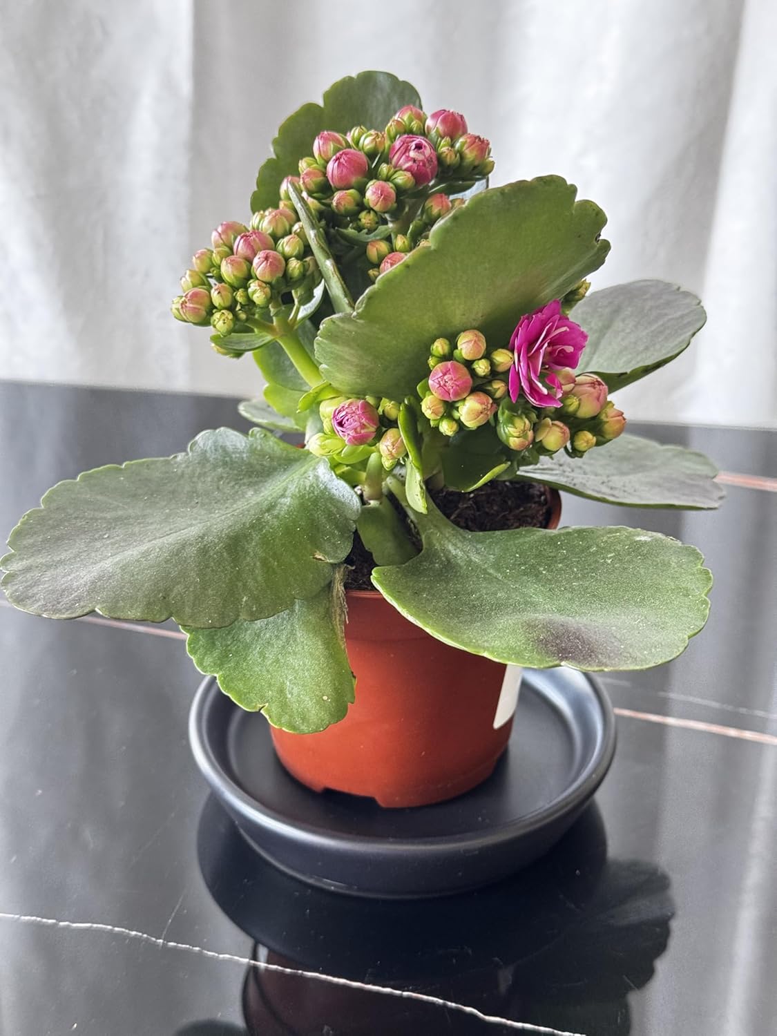 2 Pack Ceramic Plant Saucer 4 Inch, Heavy Duty Plant Pot Tray for Indoor & Outdoor, Glazed Ceramic Plant Drip Trays