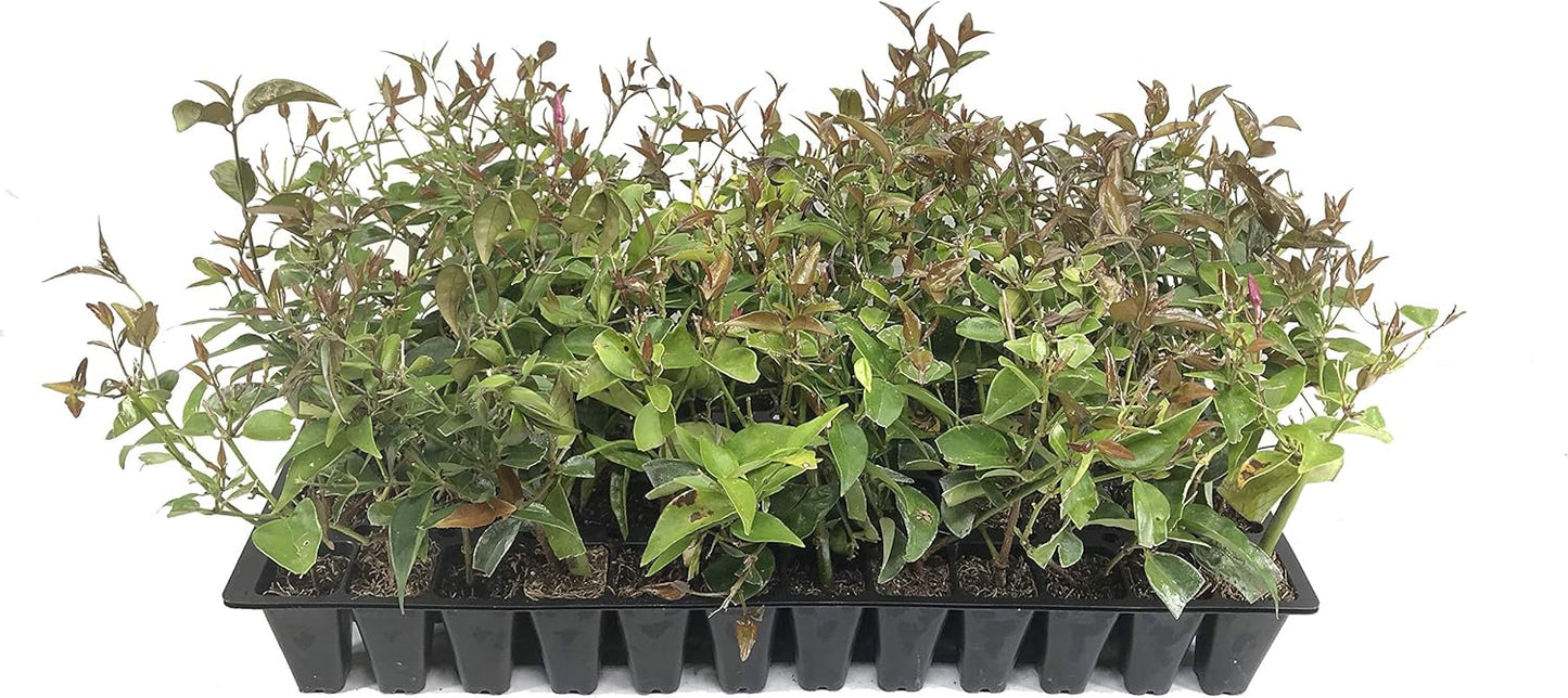 Star Jasmine - 20 Live Plants - Jasminum Nitidum - Fragrant Blooming Evergreen Vine