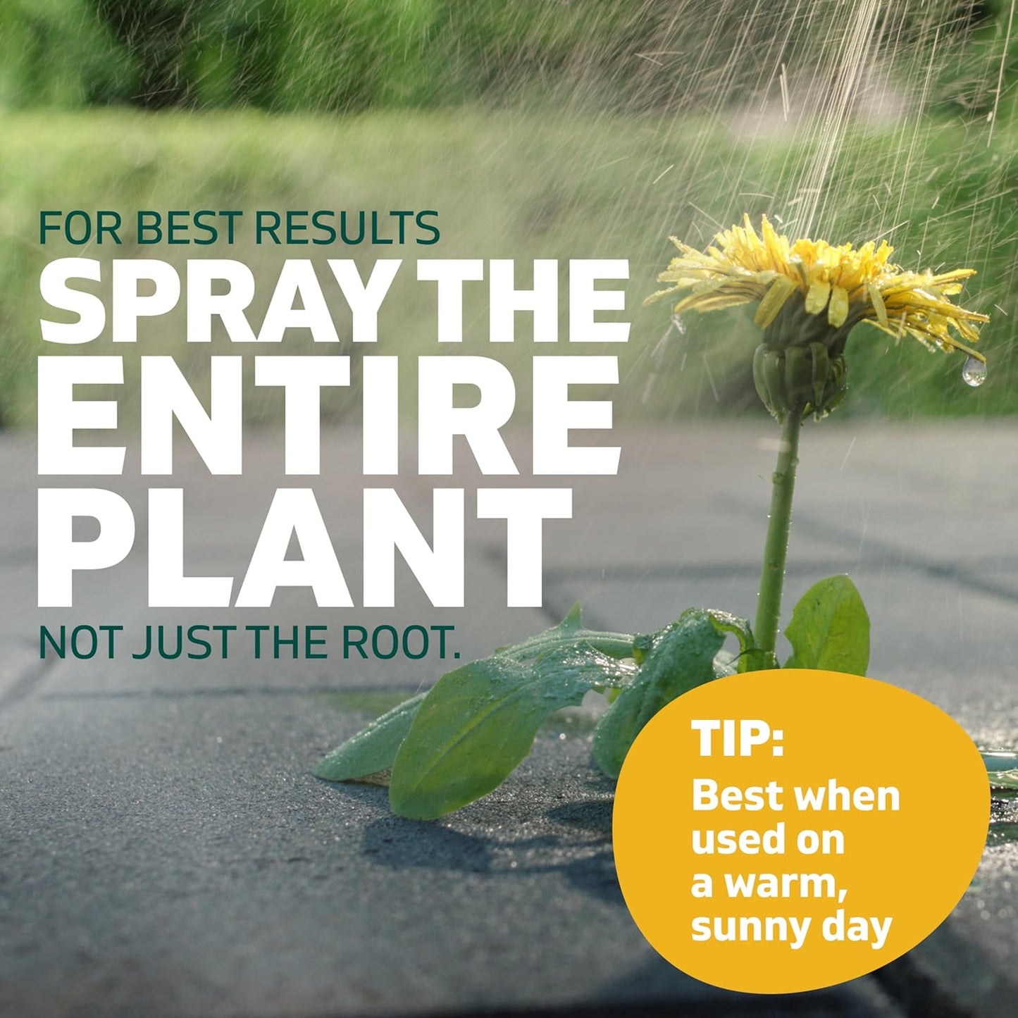 Spruce Weed Killer Refill - Versatile Weed & Grass Killer₂ for Flower Beds, Driveways & Mulch Beds - No Pour, No Mix, No Mess Refill - Kills Dandelions, Crabgrass & More (64 Oz)