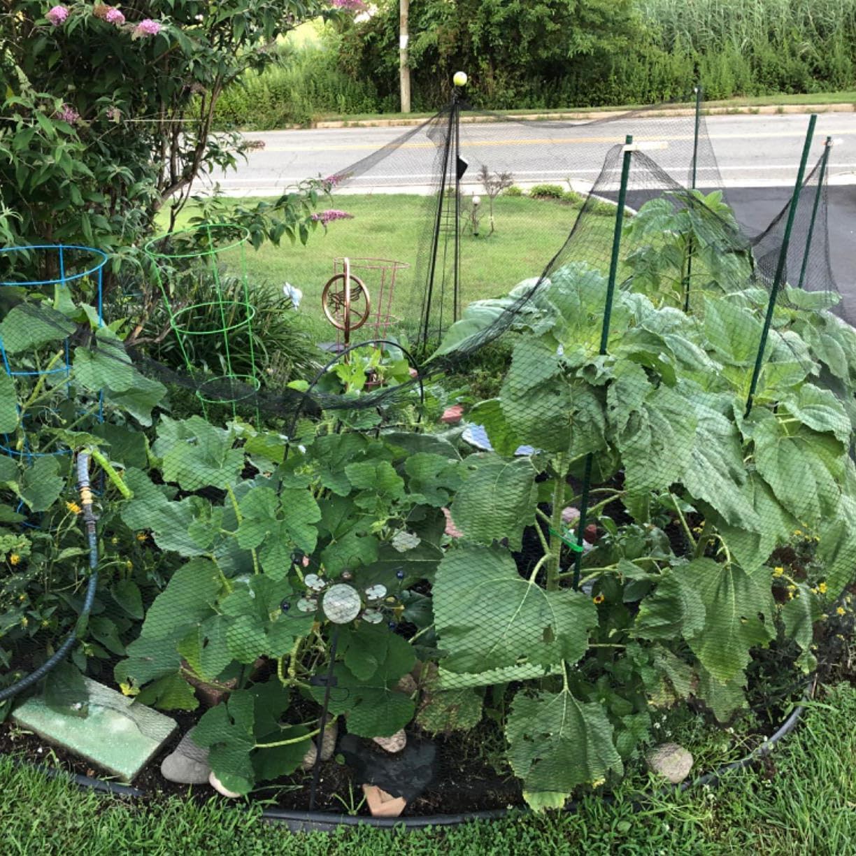 Junflying Bird Netting, 10x10 FT – 1/2" Mesh, Woven Black Netting for Garden Protection with Ties, Protects Vegetables, Fruit Trees, Blueberry Bushes & Strawberry Plants