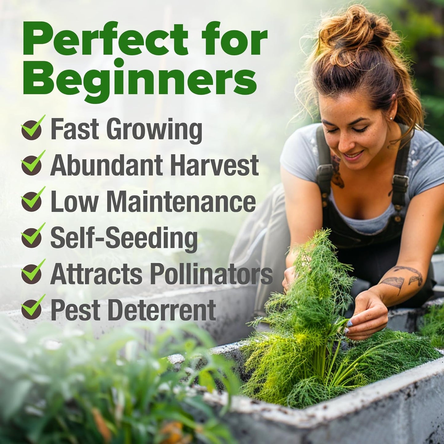 HOME GROWN 𝗨𝗦𝗔 𝗣𝗥𝗘𝗠𝗜𝗨𝗠 Dill Seeds for Planting 1,014 Bouquet Dill Seeds 𝗡𝗢𝗡-𝗚𝗠𝗢 and Heirloom Herb Seeds for Planting Outdoors, Grow Your Fragrant Dill Herb Garden (Anethum graveolens)