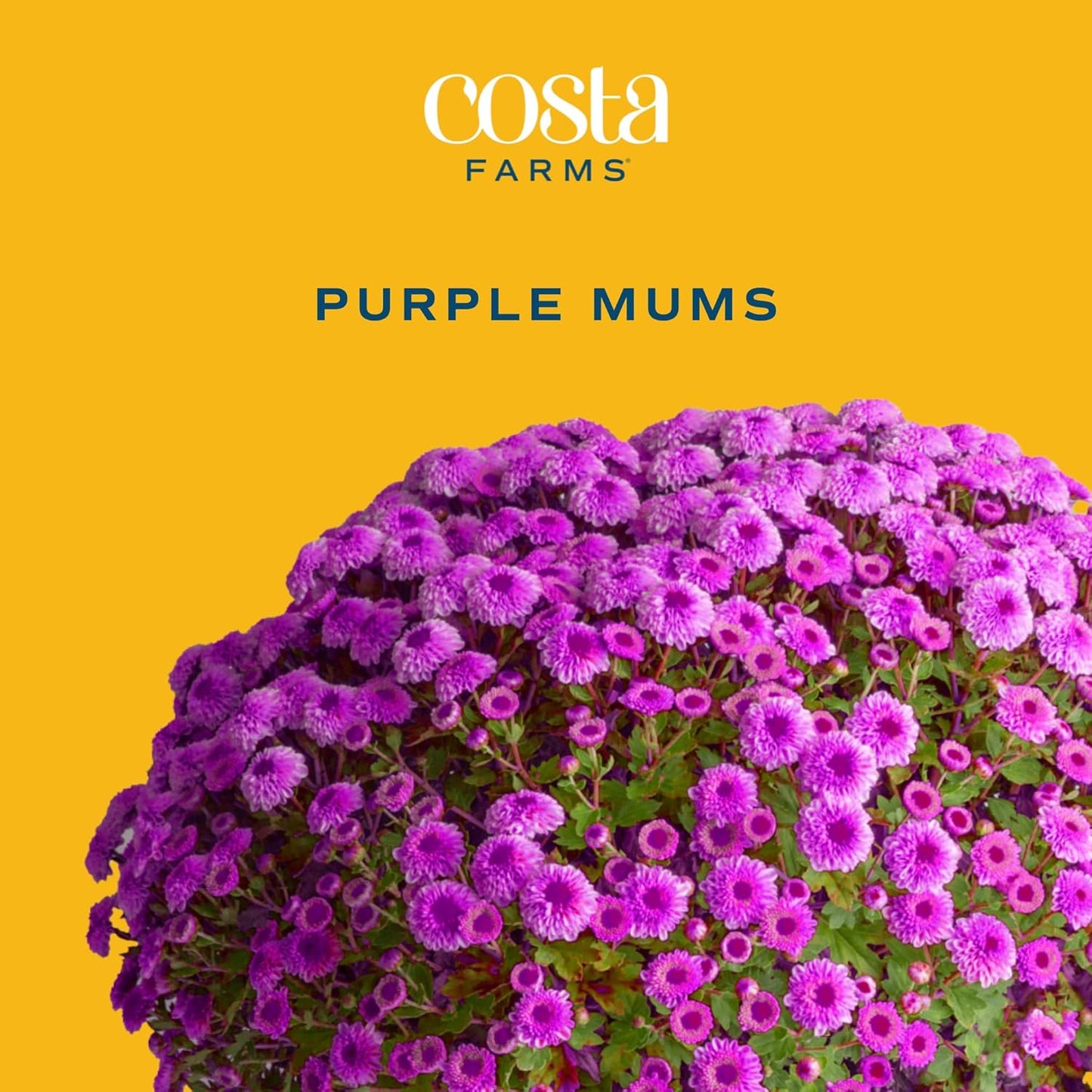 Costa Farms Live Plants – Fall Mums 2-Pack (Purple) in Color Pot | 3 Qt. Seasonal Houseplants & Outdoor Flowers for Porch, Patio, or Garden | Ships in Bud Form for Longer Bloom