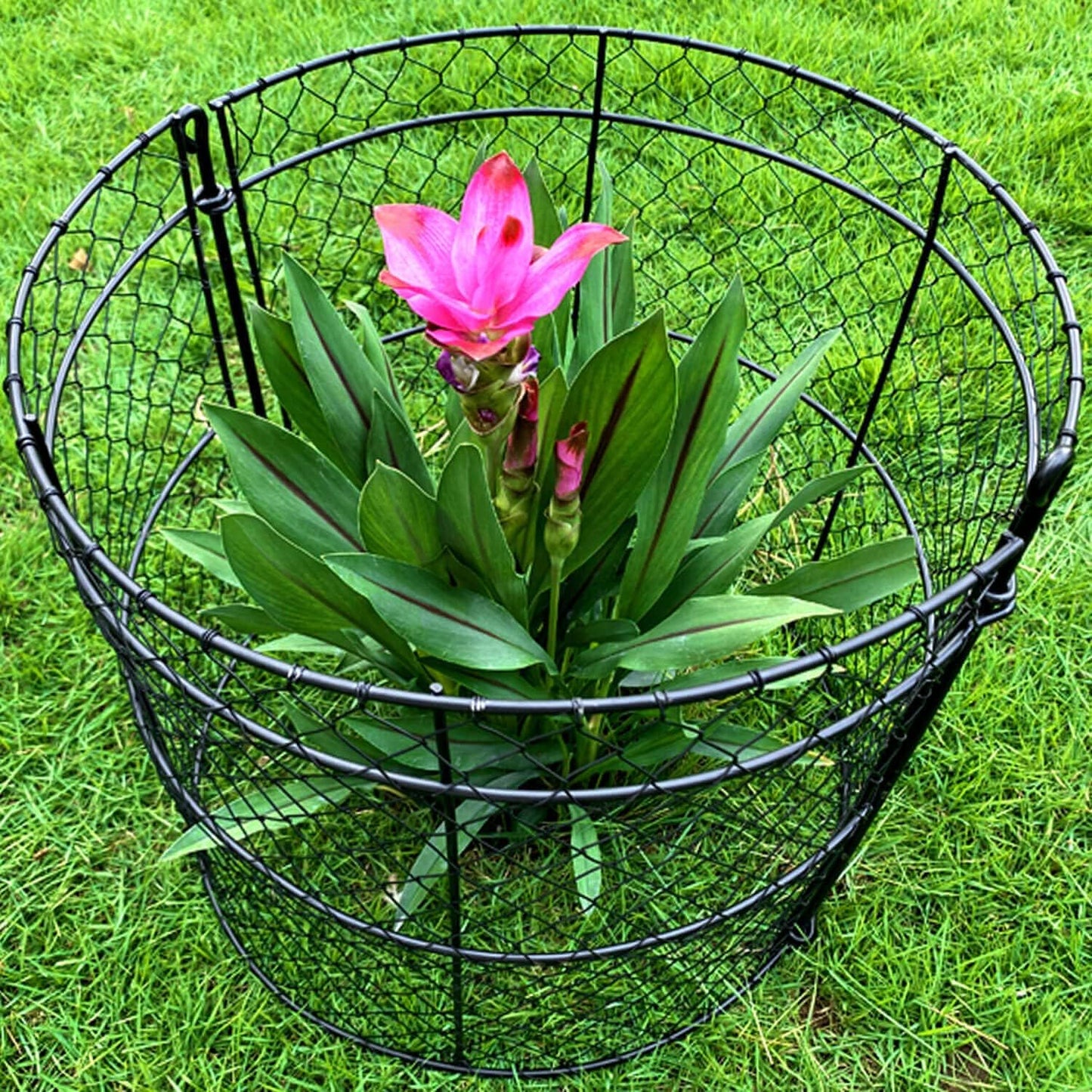 6 Pack Garden Plant Protection Cloches 14"x16", Heavy Duty Chicken Wire Plant Protectors, Rustproof Metal Garden Cages to Shield Seedlings, Flowers & Vegetables from Animals