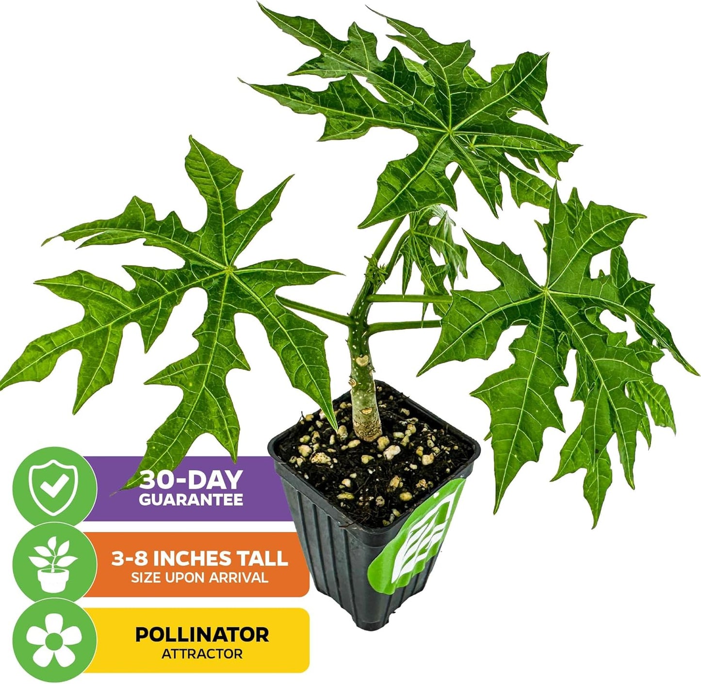 Mayan Spinach Live Plant - Cnidoscolus aconitifolius - Wellspring Gardens Salad Tree Starter Plant - Live Vegetable Plant - Easy to Grow - Ideal for Outdoor & Indoor Planting