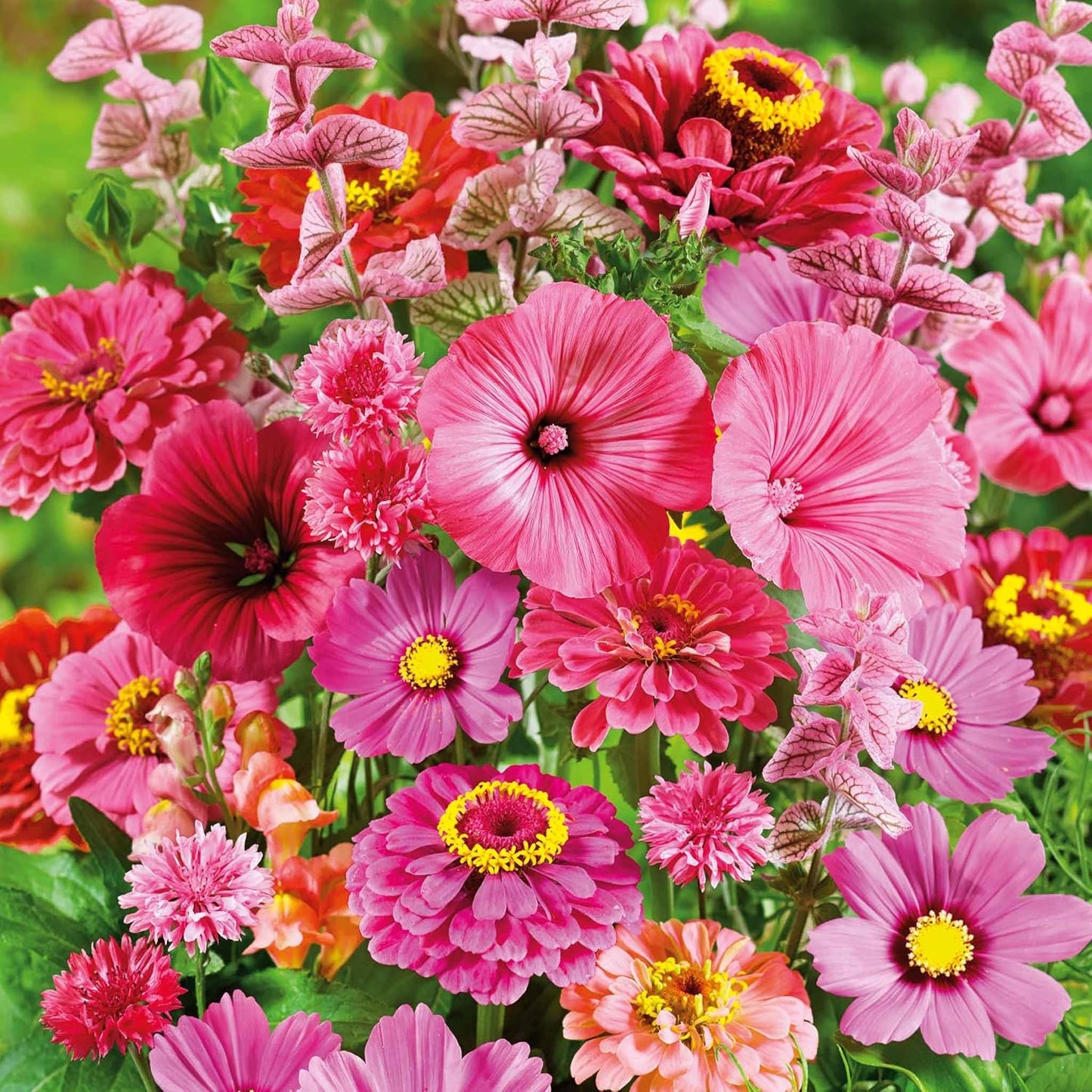 Eden Brothers Pink Perfection Flower Mixed Seeds for Planting, 1 lb, 480,000+ Seeds with Zinnia, Cosmos Versailles | Attracts Pollinators, Plant in Spring or Fall, Zones 3, 4, 5, 6, 7, 8, 9, 10