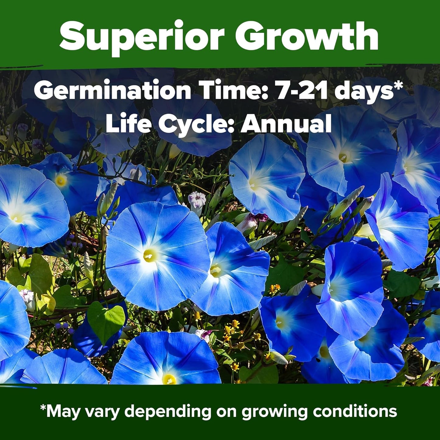 HOME GROWN 𝗨𝗦𝗔 𝗣𝗥𝗘𝗠𝗜𝗨𝗠 Heavenly Blue Morning Glory - 150 Heirloom Seeds for Planting, 𝗡𝗢𝗡-𝗚𝗠𝗢 Ideal for a Flower Garden That Attracts Pollinators and Birds (Ipomoea Tricolor)