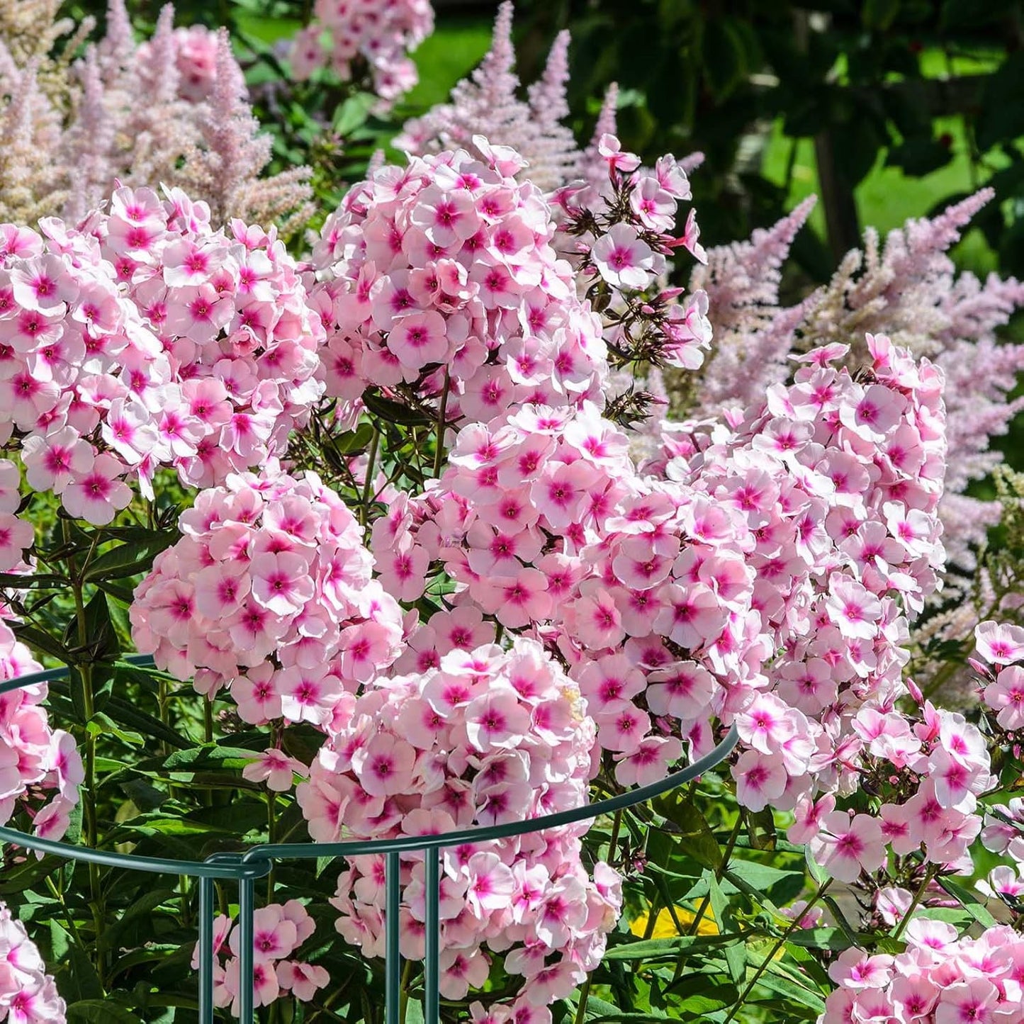 12 Pack Plant Support Stakes, Peony Cages and Supports Large 10" Wide x 24" High Tall Peony Ring Supports, Garden Plant Stakes for Outdoor Plants Rose, Tomato, Hydrangea, Flowers