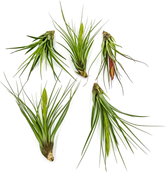 Air Plants - Flowering Tillandsia Melanocrater Tricolor, Large 5" - 5ct - Live Arrival Guaranteed - House Plants for Home Decor & Gift