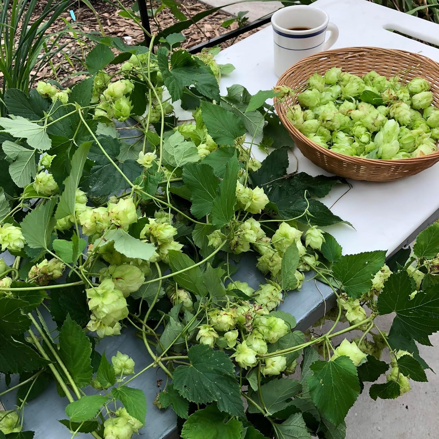 Smoke Camp Crafts Cascade Hops Plant (Humulus lupulus) in 2.5 inch Pot | Perennial Vine for Beer Making or Tea