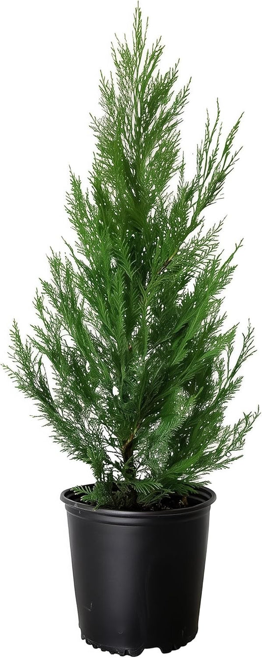 Leyland Cypress |1 Large Gallon Size Plant | Cupressocyparis leylandii | Fast Growing Privacy Trees, Evergreen Landscape Plants, Drought Tolerant, Low Maintenance, Windbreak, Hardy