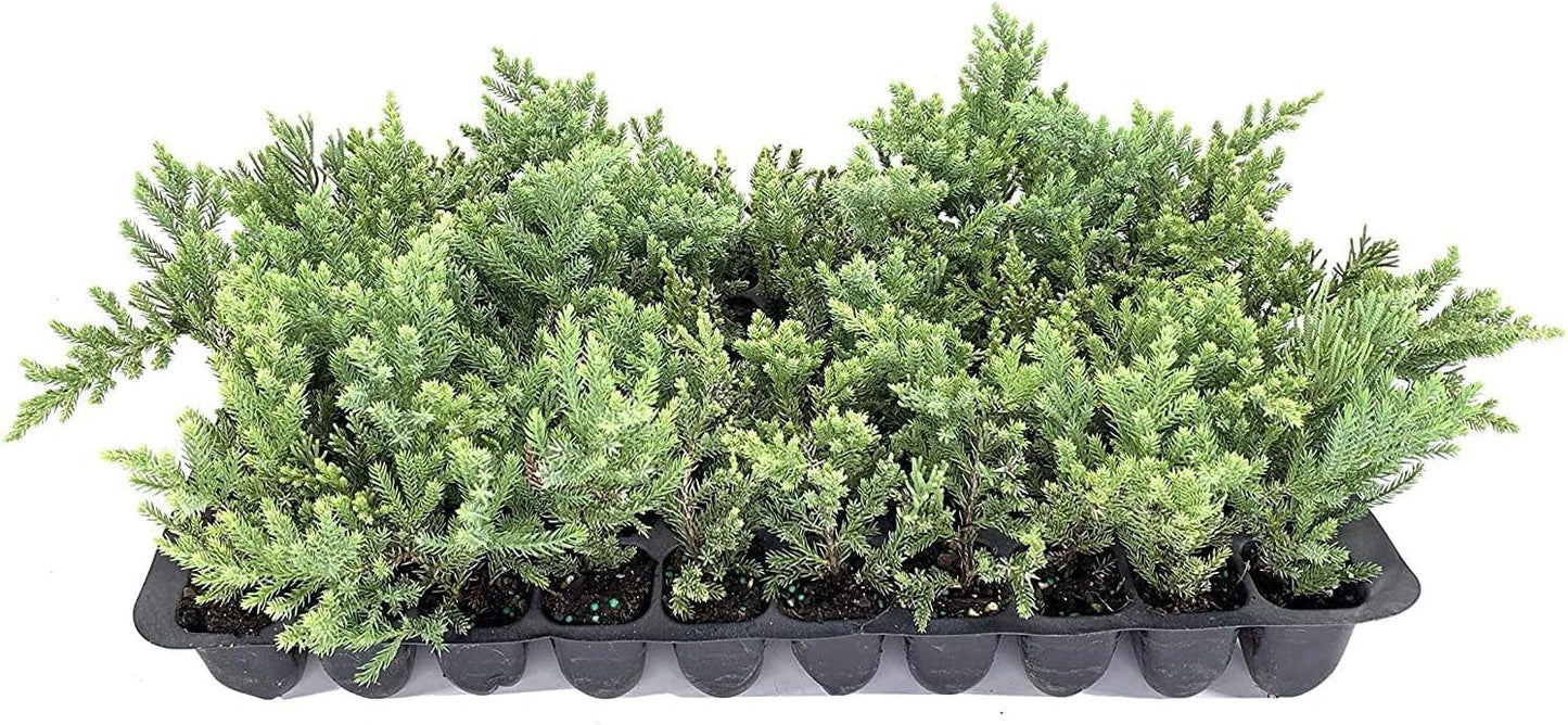 San Jose Juniper | 10 Live Plants | Juniperus Chinensis | Bonsai Drought Tolerant Cold Hardy Evergreen Groundcover