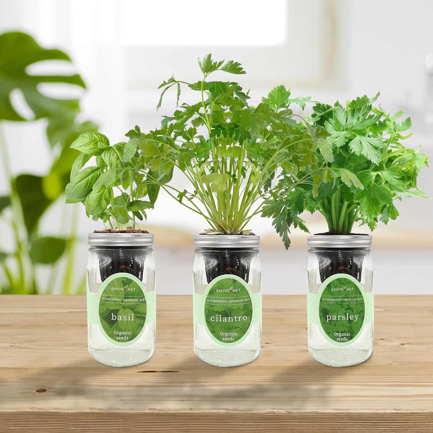Hydroponic Herb Growing Kit Set, Self-Watering Mason Jar Herb Garden Starter Kit Indoor, Windowsill Herbs Garden, Grow Your Own Herbs from Organic Seeds (Basil, Cilantro and Parsley)