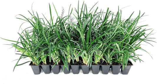 Super Blue | 3 Live Plants | Liriope Muscari | Ground Cover Plant, Ornamental Grass, Drought Tolerant, Low Maintenance, Evergreen Foliage, Purple Flower Spikes, Shade Garden Favorite, Easy to Grow