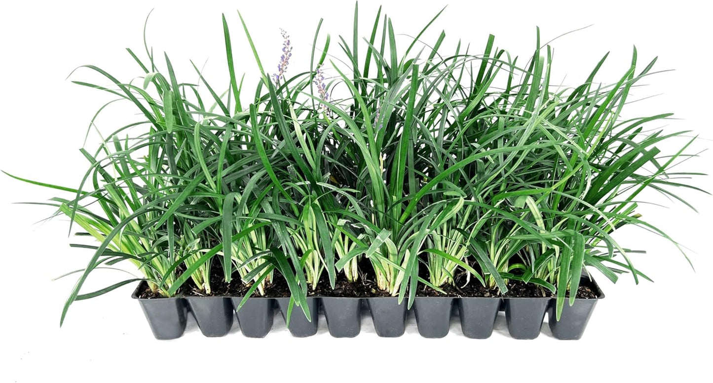 Liriope Super Blue | 30 Live Plants | Liriope muscari 'Super Blue' | Ornamental Ground Cover Plants | Shade-Tolerant Landscaping Perennial