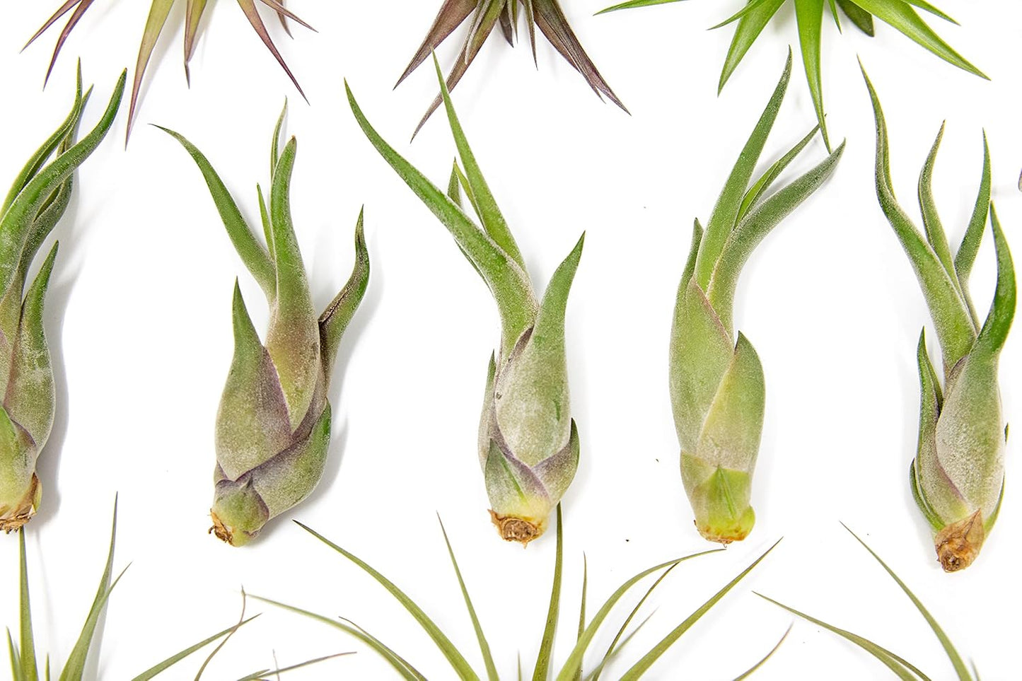 50 Pack of Classic Air Plants Variety - Live Succulent House Plants - Available in Wholesale and Bulk - Home and Garden Decor - Easy Care Indoor/Outdoor Air Plant