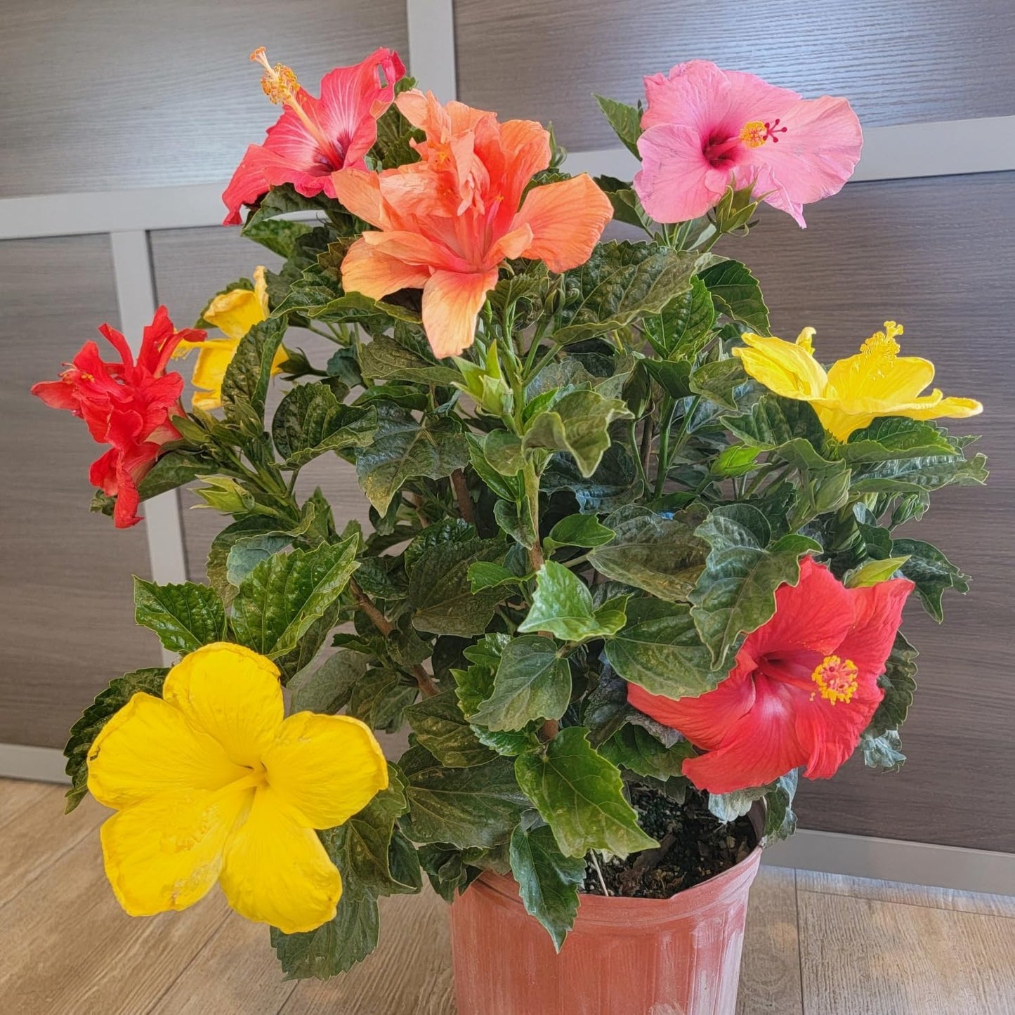 Tropical Plants of Florida Live Hibiscus Bush – Mystery Multi-Color Flowering Shrub in 3 Gallon Pot, 24 to 28” Tall – 2 to 3 Mixed Bloom Colors, Outdoor Tropical Garden Plant