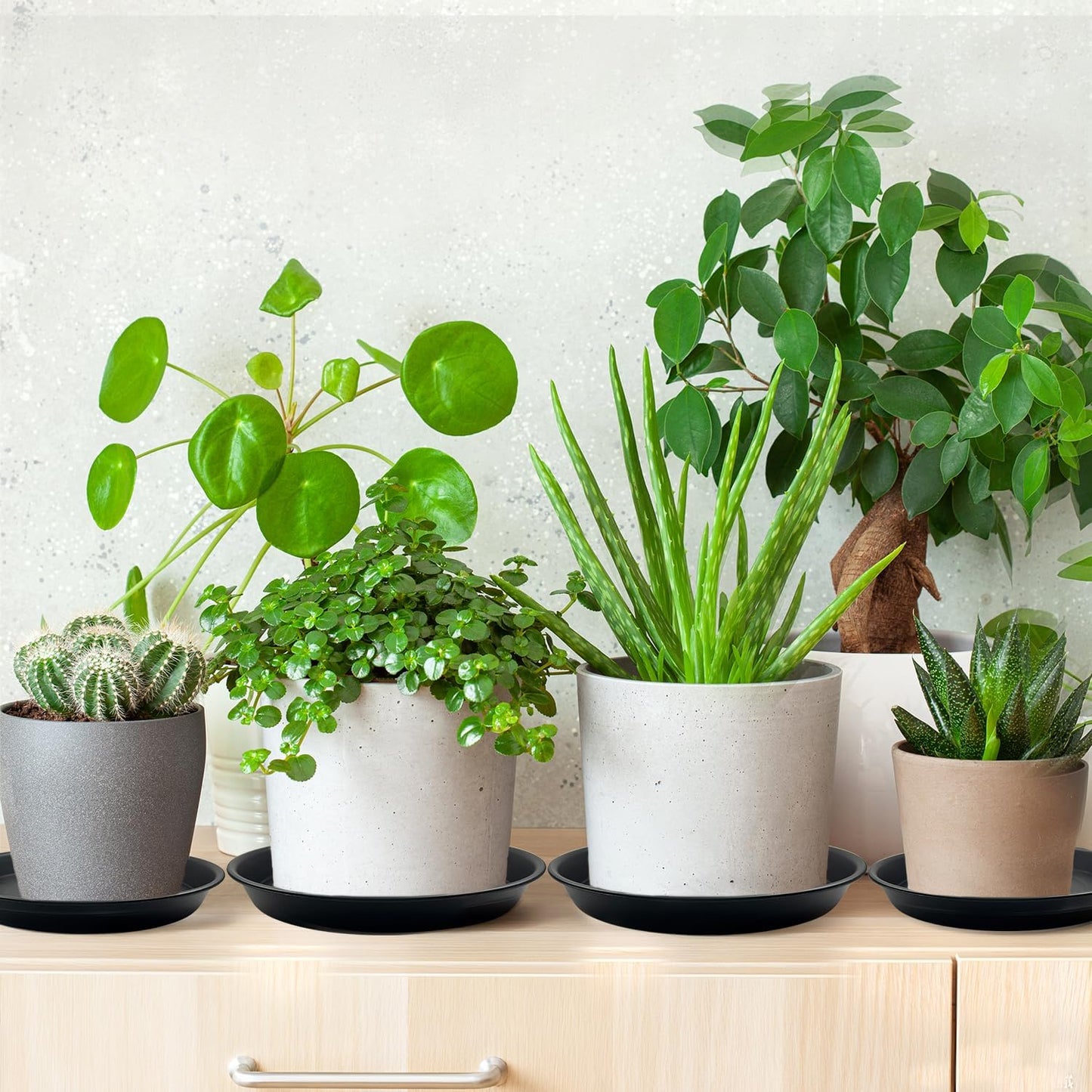 6 Pack 10 Inch Black Round Plant Saucers, Thick PP Plastic Pot Trays for Large Planters, Durable Flower Pot Water Catcher Plates & Drip Trays for Indoor Outdoor Gardening