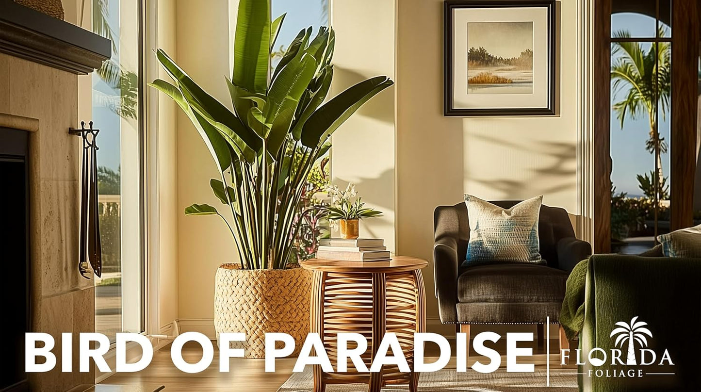 Orange Bird of Paradise | Strelitzia Reginae | 20 Live Plants | Tropical Perennial Blooming Specimen