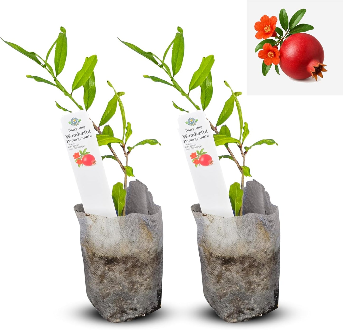 Live Pomegranate 'Wonderful' Plants (Punica Granatum 'Wonderful') - Fruit-Bearing, Drought-Tolerant, Easy to Grow (2 stevia sacs)