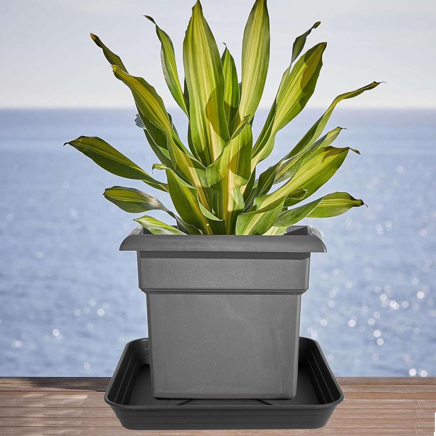 2 Pack Square Plant Saucer Tray 20 inch, Heavy Duty Plastic Plant Saucers for Indoors Outdoor, Flower Plant Drip Trays for Pots, Square Seed Starting Tray, Seedling Growing Trays