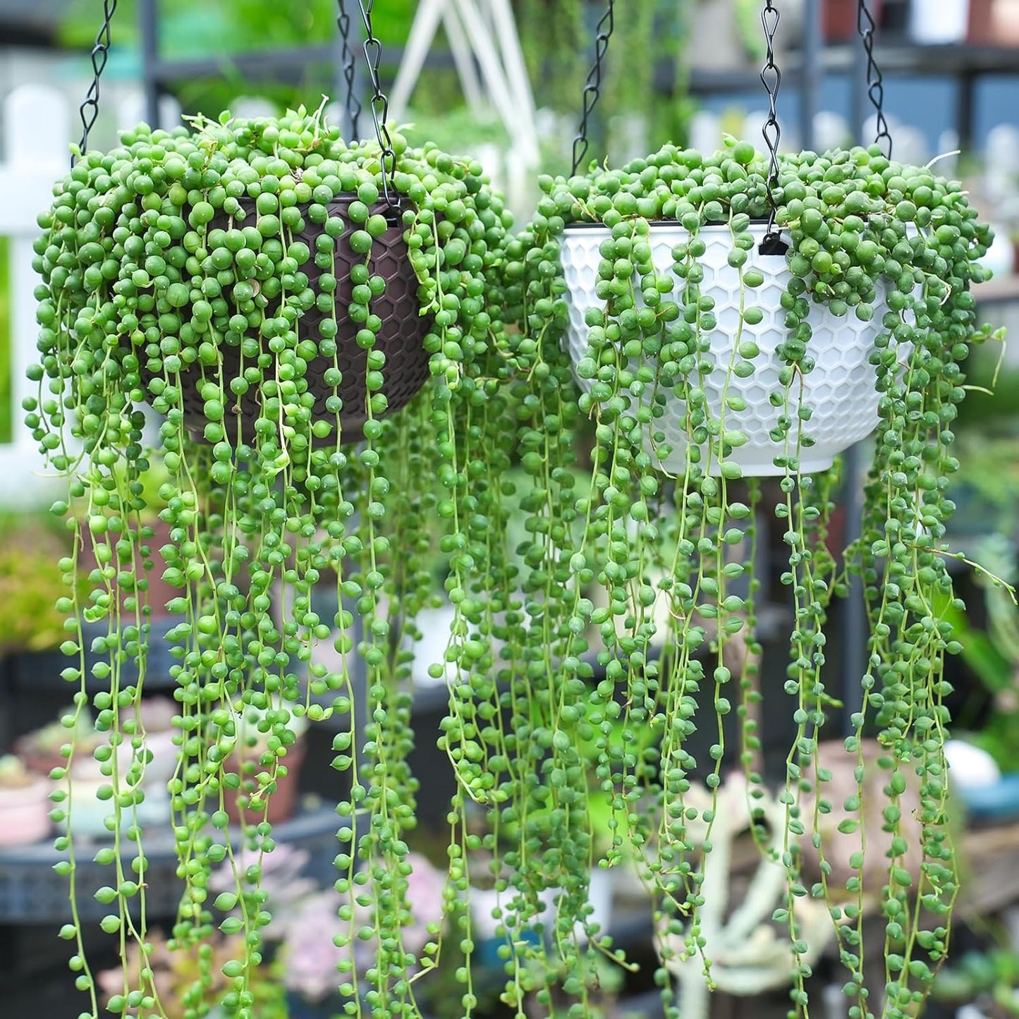 4" String of Pearls with White Stripe Pot, Live Trailing Succulent House Plant for Home Office Wedding Hanging Decoration, DIY Projects, Party Favor
