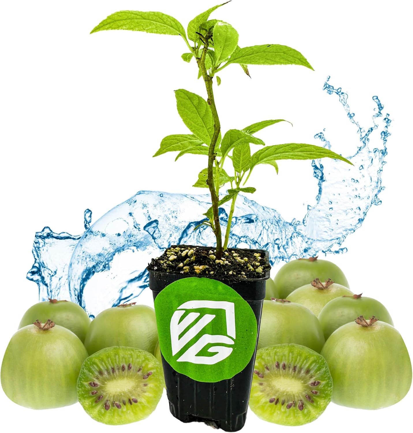 Issai Kiwi Vine Live Plant - Actinidia arguta by Wellspring Garden - Hardy Kiwi Fruit Trees Live Plant - Thriving Fruit Tree Starter for Your Garden - Starter Plant