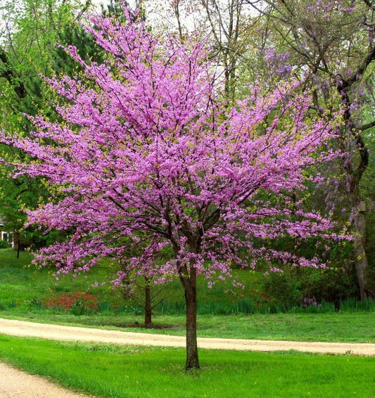 Eastern Redbud Tree (Cercis) - Live Plant - (2.5 QT)