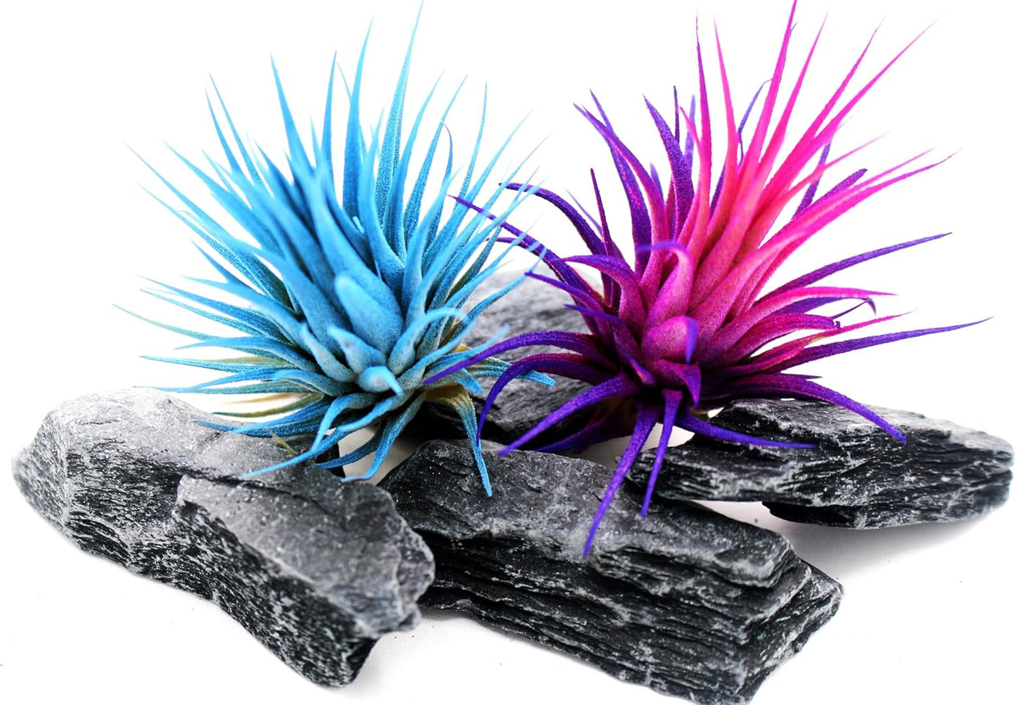 Live Extra Large Tillandsia Ionantha Guatemala Enhanced Colored Colorful Air Plant 3+ inch Easy Care Indoor Outdoor Home Decor Gift Airplant Awesome Industries Live Arrival Guaranteed (Moonbeam XL)