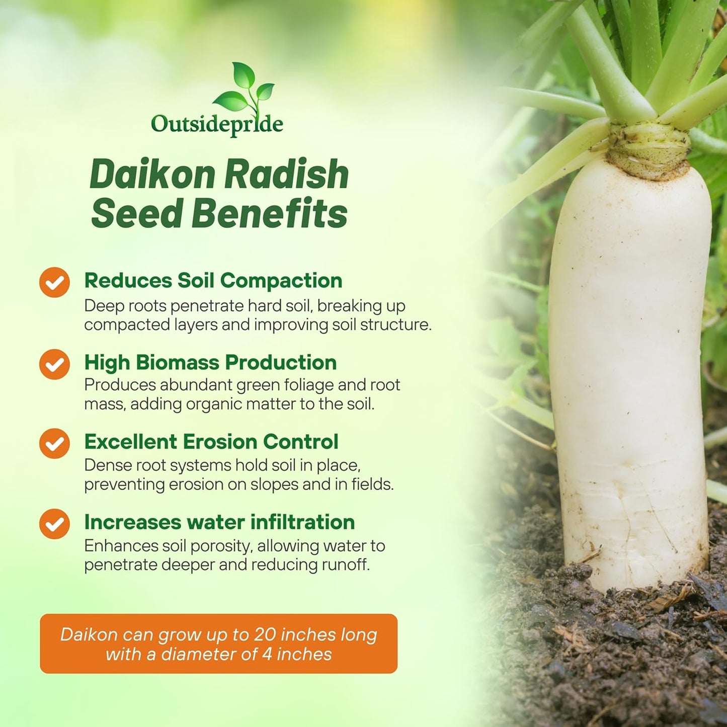 Outsidepride Annual Daikon Radish Seeds - 1 lb. Chinese, Japanese, & Oriental Radish Seeds for Soil Health, Erosion Control, & Soil Aeration - Ideal for Gardens, Cover Crops, Pastures, & Food Plots