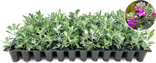 Texas Sage | 3 Live Plants | Leucophyllum frutescens | Drought-Tolerant Shrub for Landscaping | Hardy Evergreen with Silver Foliage and Purple Blooms