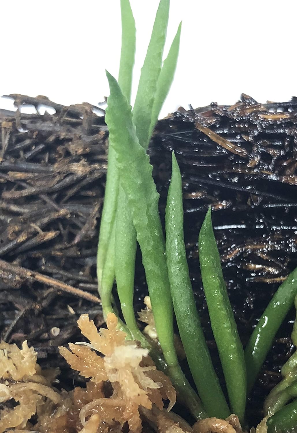Miniature Tree Fern Mounted Orchid (Miniature Orchid: Dendrobium cucumerinum)