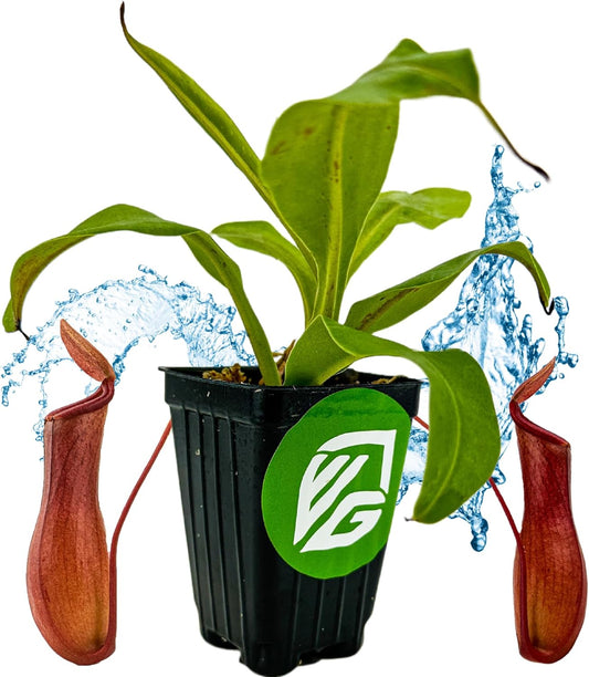 Alata Pitcher Plant - Nepenthes Live Carnivorous Plant by Wellspring Gardens - Easy to Grow Starter Bulbs Great for Nature Lovers & Gardeners - Outdoor & Indoor Aquatic Planting
