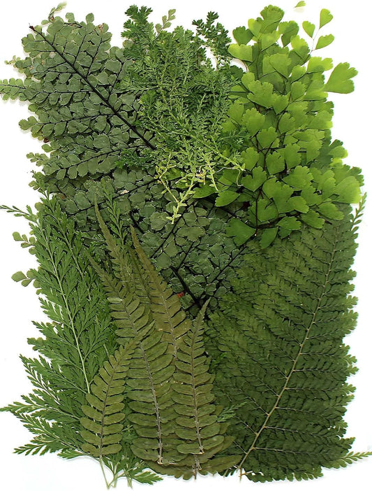 AHTONG 48 PCS Pressed Ferns Large Dried Pressed Leaves, Dried Flowers for Crafs, Resin Molds, Candle Making, Bookmarks(Fern)