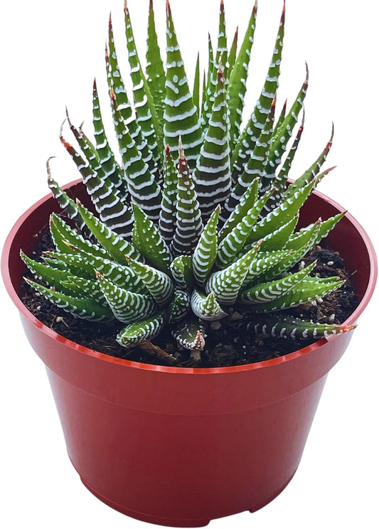 Live Succulent 4" Haworthia Super Fasciata, Succulents Plants Live Fully Rooted House Plant for Home Office Decoration, DIY Projects by The Succulent Cult
