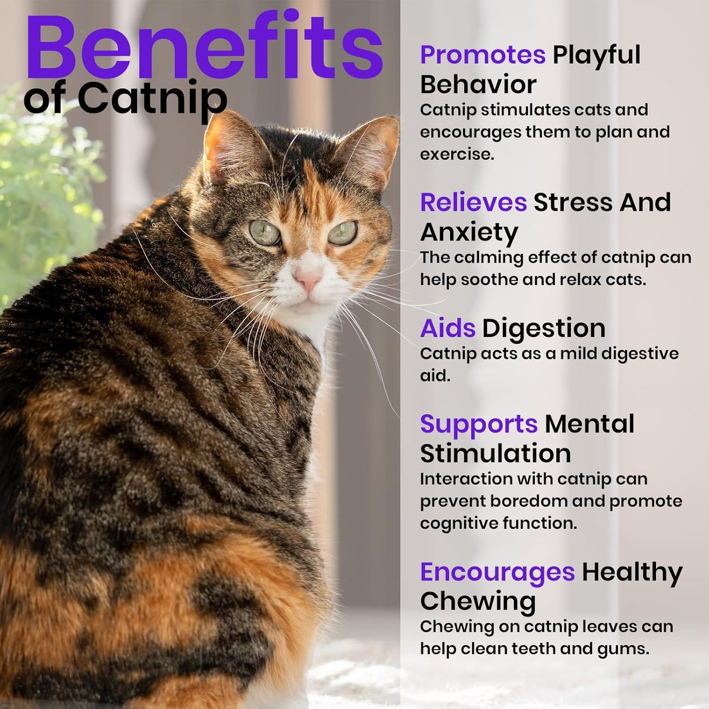 NatureZ Edge Catnip Seeds for Planting, 2200+ Herb Seeds, Indoor or Outdoor Growing, Cat Nip Seeds, Your Cat Will Love Them, Non-GMO