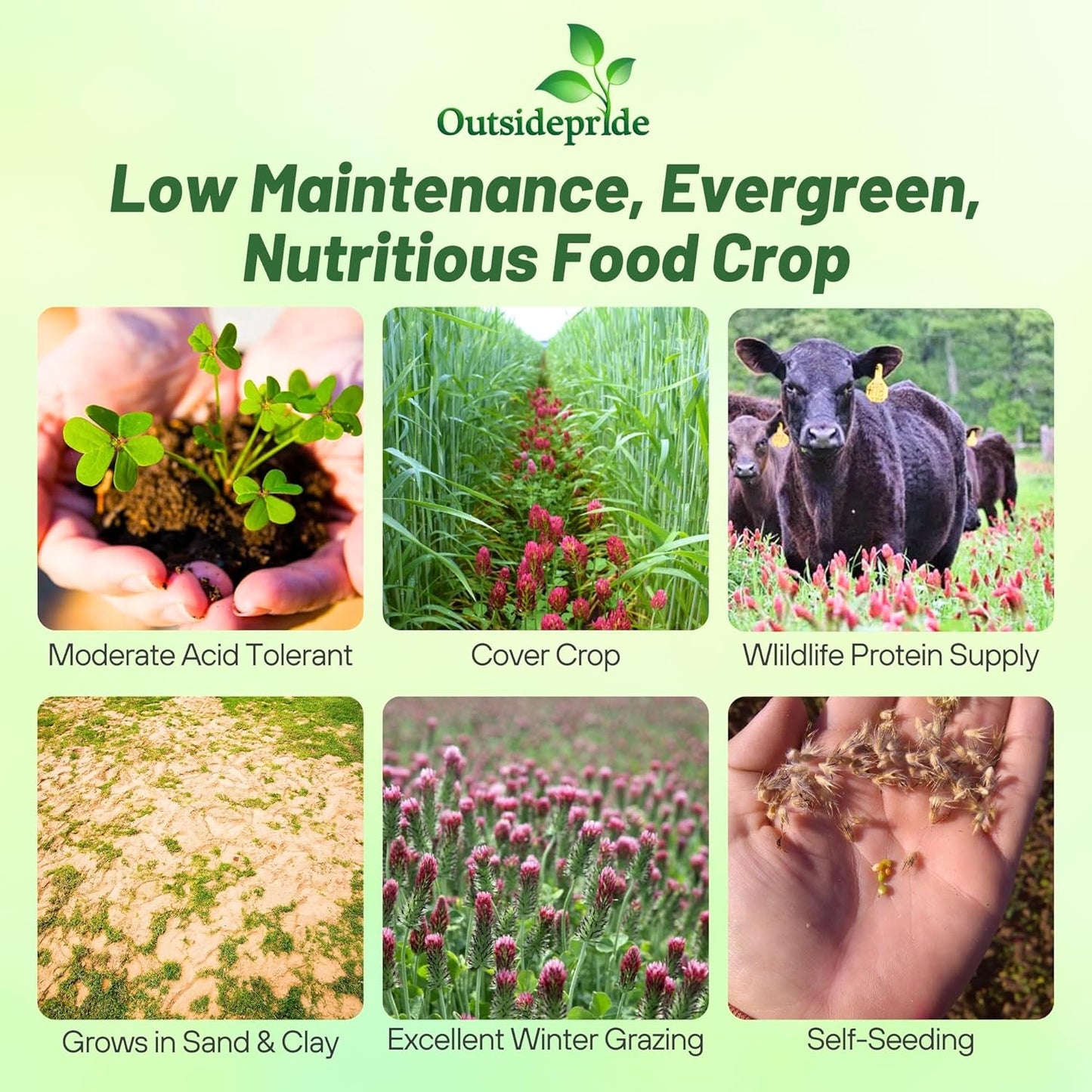 Outsidepride Crimson Clover Seeds - 40 lbs. Annual, Nitrocoated, & Inoculated Ground Cover Seeds, Ideal Clover Seed for Lawn, Cover Crop, Pasture, Hay, Green Manure & Wildlife Forage