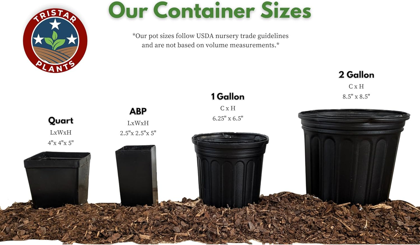 TriStar Plants - Thanksgiving Cactus - 4" inch Pot, Fasle Christmas Cactus, Easter Cactus, Holiday Plant, Winter Flowers, Christmas Plants, Winter Blooms (Lime Light)