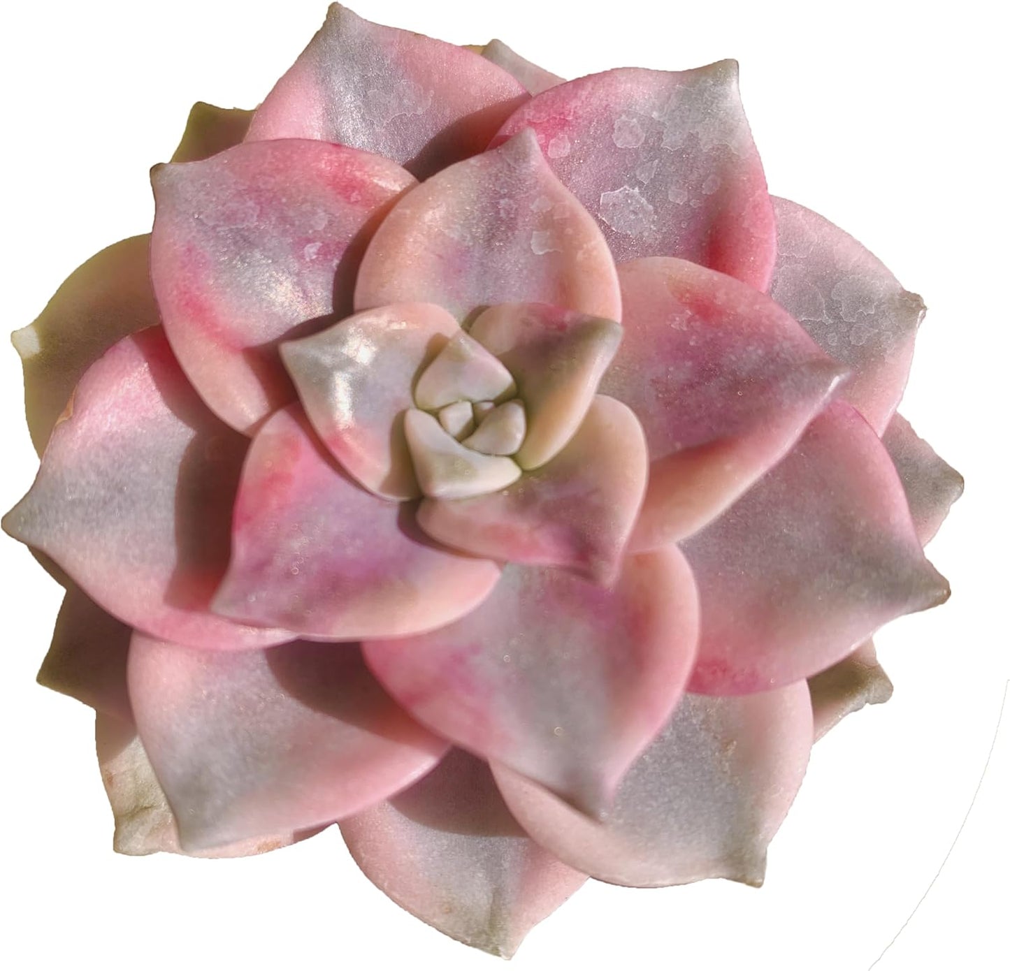 FWPP Live Succulents Plants Graptopetalum Purple Delight 2.5 inches,Rare Purple Succulents Bare Root Without Pot Soil, Live Plants Indoor Office Decoration Wedding and Gift