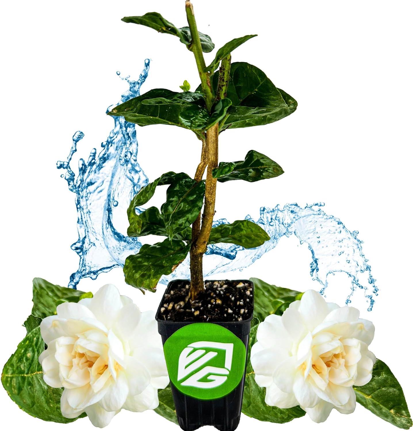 Grand Duke of Tuscany (Arabian Jasmine) - Jasminum sambac by Wellspring Gardens - Starter Plant - Fragrant Large Blooms, Grow Outdoors on Patio or Indoors in a Pot