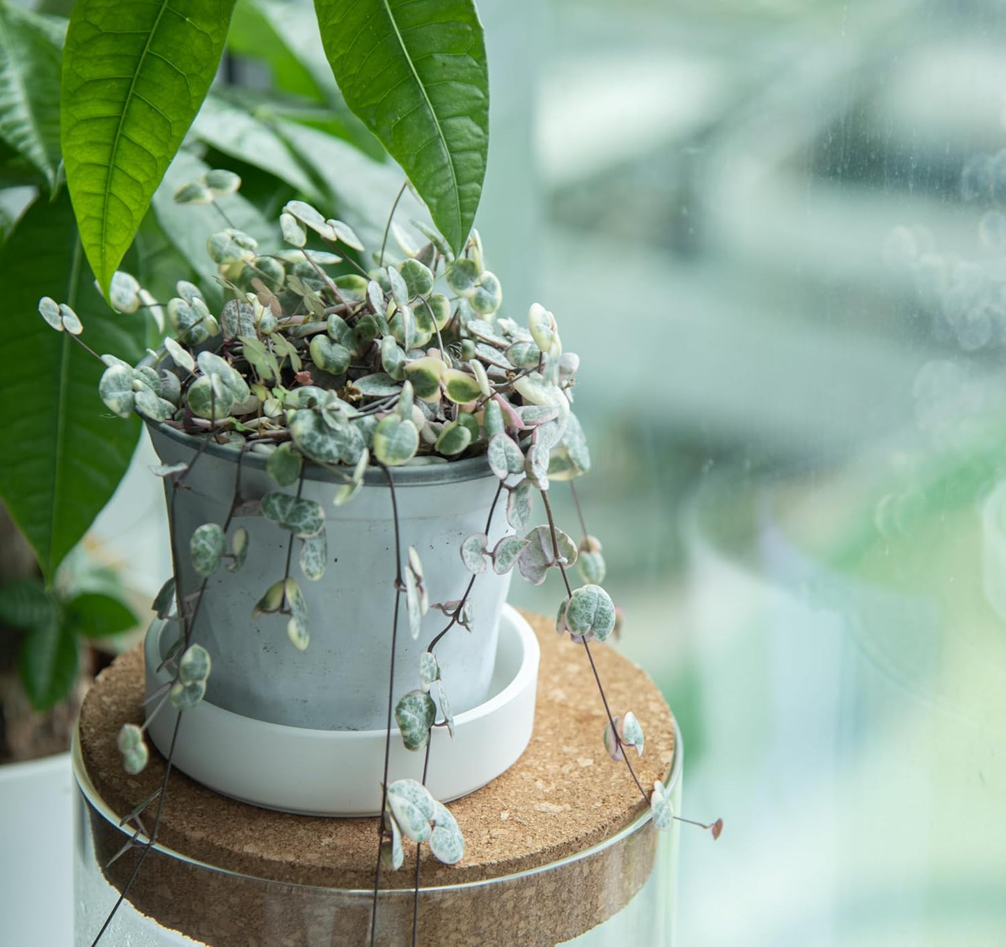 Phoenix Vine 4 Inch Plastic Plant Saucer Water Drip Tray, Heavy Sturdy Round Plant Drainage Tray for Indoors Outdoor, Set of 2, Matte White, 21-TY-4W-2