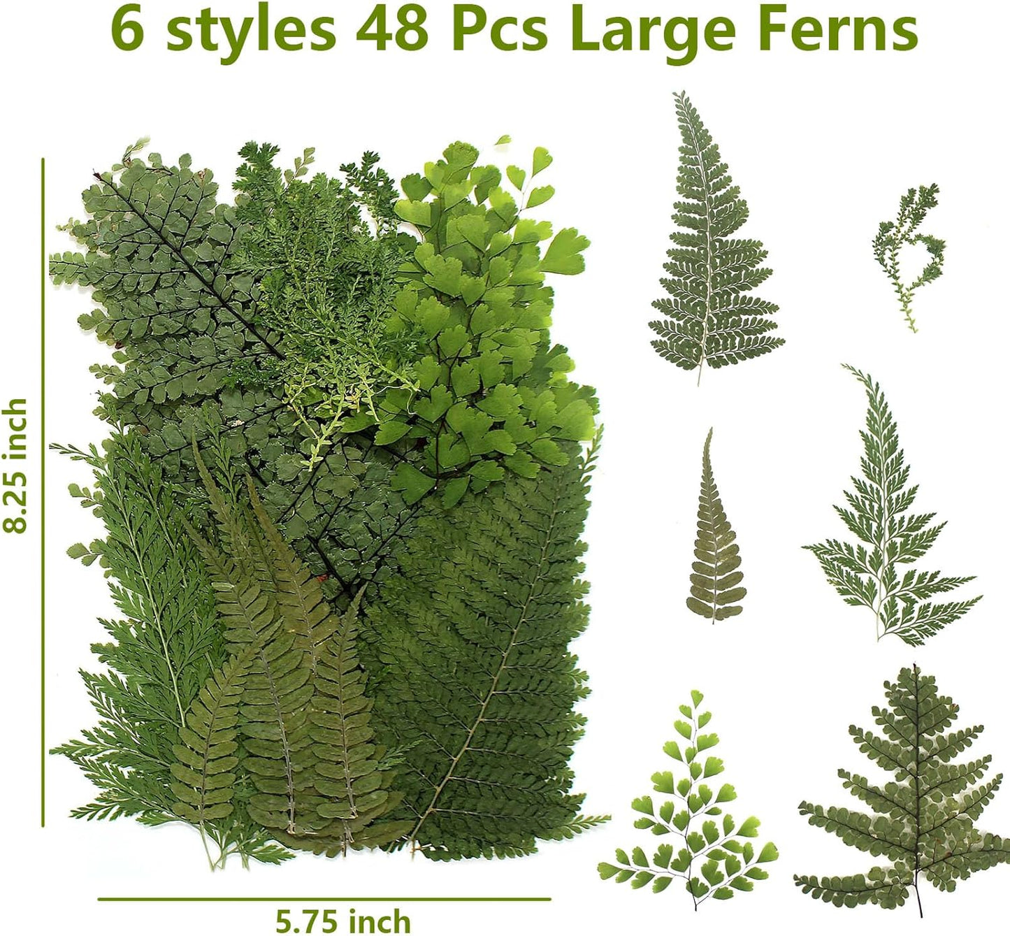 AHTONG 48 PCS Pressed Ferns Large Dried Pressed Leaves, Dried Flowers for Crafs, Resin Molds, Candle Making, Bookmarks(Fern)