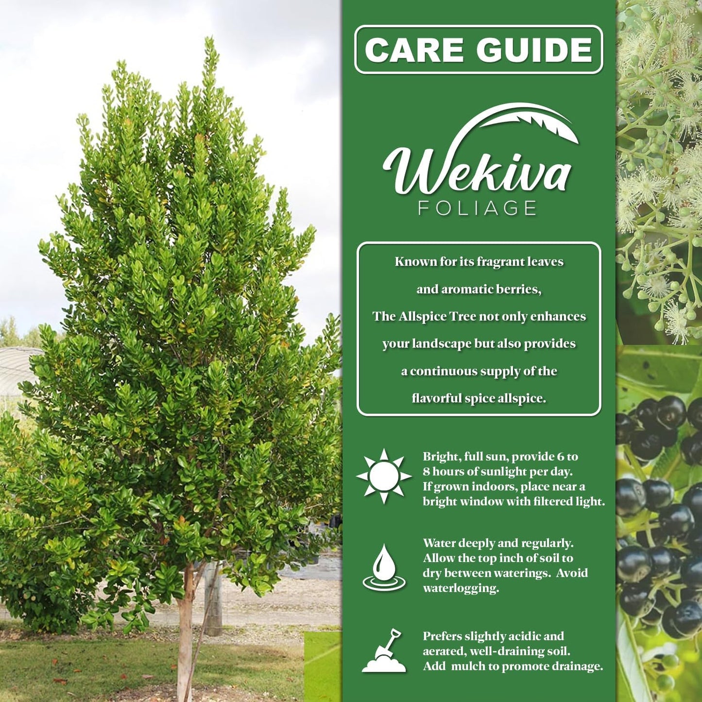 Allspice Tree - Live Plant in a 4 Inch Growers Pot - Pimenta Dioica - Beautiful Fragrant Spice Producing Tree for Patio and Garden